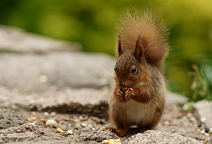 photo of squirrel eating nut on top of gray concrete \