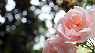 shallow focus photography of pink flowers