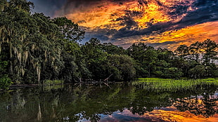 green tree, nature, landscape, sunset, HDR