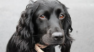 long-coated black dog, dog, animals, brown eyes HD wallpaper