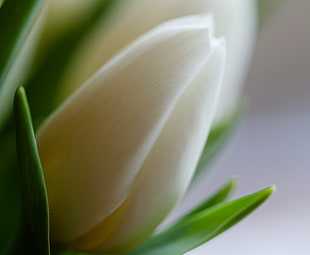 macro photography of white petaled flower