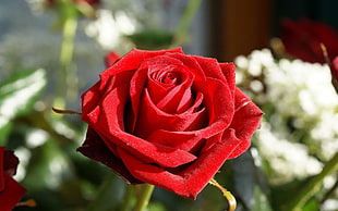 selective focus photography of red Rose flower