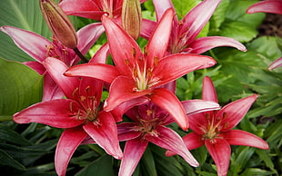 red Lily flowers in closeup photo HD wallpaper