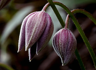 two purple Sugarbowl flower focus photography, clematis