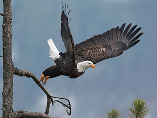 brown and white bald eagle, nature, birds, eagle, Fly