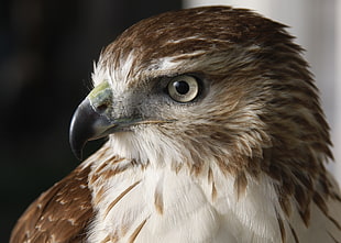 brown falcon HD wallpaper