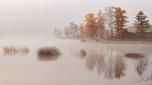 body of water beside trees, nature, landscape, trees, water