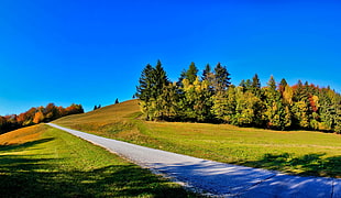 pathway between green grass field under the blue sky HD wallpaper