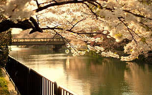 shallow focus photography of white cherry blossom beside river HD wallpaper