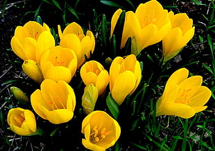 yellow-and-green flowers HD wallpaper