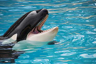 orca on body of water during daytime