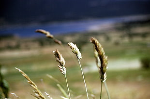 shallow focus on a grass during daytime