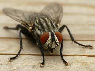 House fly on wood board panel close-up photo HD wallpaper