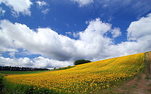 photo of yellow flower field HD wallpaper