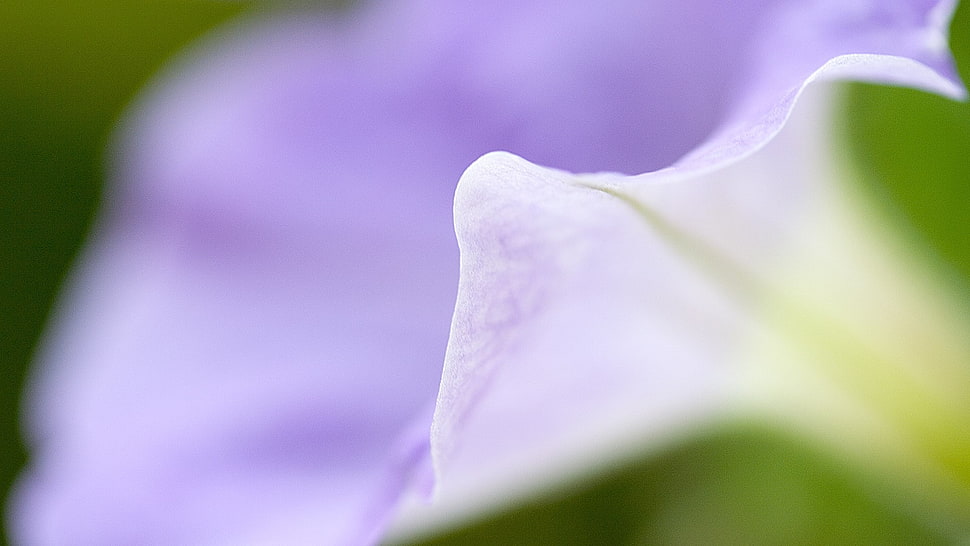 purple morning glory flower in close up photography HD wallpaper