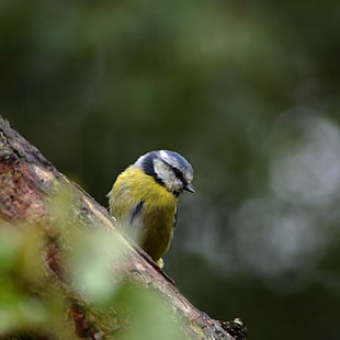 selective focus photography of green bird, blue tit, cyanistes HD wallpaper