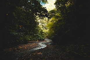 green leaf trees, nature, landscape, forest, river