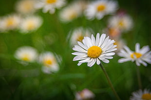 white Daisy flower in close up photography HD wallpaper