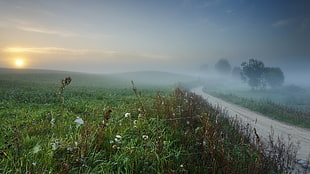 green grass field, mist, nature HD wallpaper