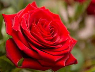 red rose in macro shot HD wallpaper