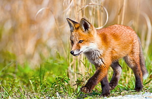 red fox walking on green grass field during HD wallpaper