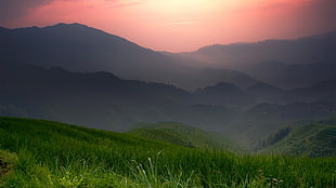 green grassland, nature, landscape HD wallpaper