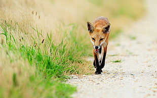 brown fox walking on rough road with grasses on side HD wallpaper