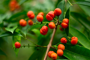 Close-up of Berry on Tree HD wallpaper