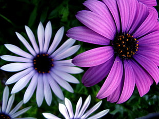 white and purple flowers