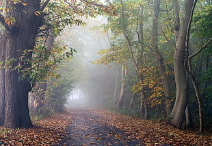 forest digital wallpaper, trees, leaves, fall