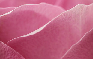 close up photo of pink petal flower, rose HD wallpaper
