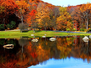 clear river surrounded by trees HD wallpaper