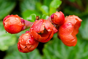 close up photo of red petaled flowers, flowering quince HD wallpaper