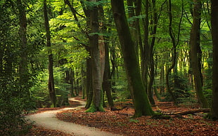 road between green leaf trees, nature, forest, landscape, path