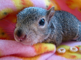 close up photo of squirrel