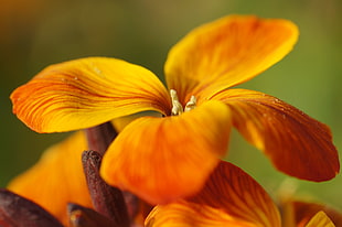 shallow focus photography of orange flower, erysimum cheiri HD wallpaper