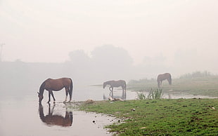 three brown horses on green grass near lake during foggy day HD wallpaper