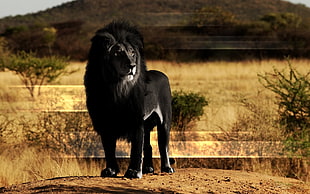 black Lion in the center of field HD wallpaper