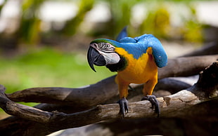 blue and gold Macaw shallow focus photography HD wallpaper