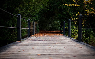 brown wooden bridge, fall, bridge, trees