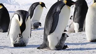 white and black penguin, penguins, snow, ice, baby animals HD wallpaper