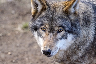 brown and black wolf