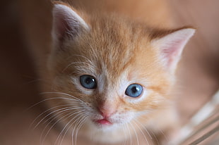 orange tabby kitten