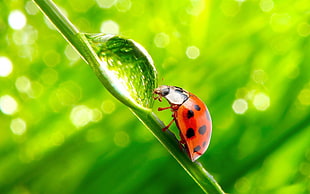 micro photo of ladybird and morning dew HD wallpaper