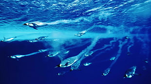 raft of penguins, underwater, sea, birds, penguins HD wallpaper