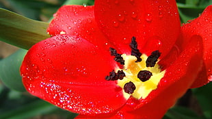 red petaled flower with dewdrop HD wallpaper