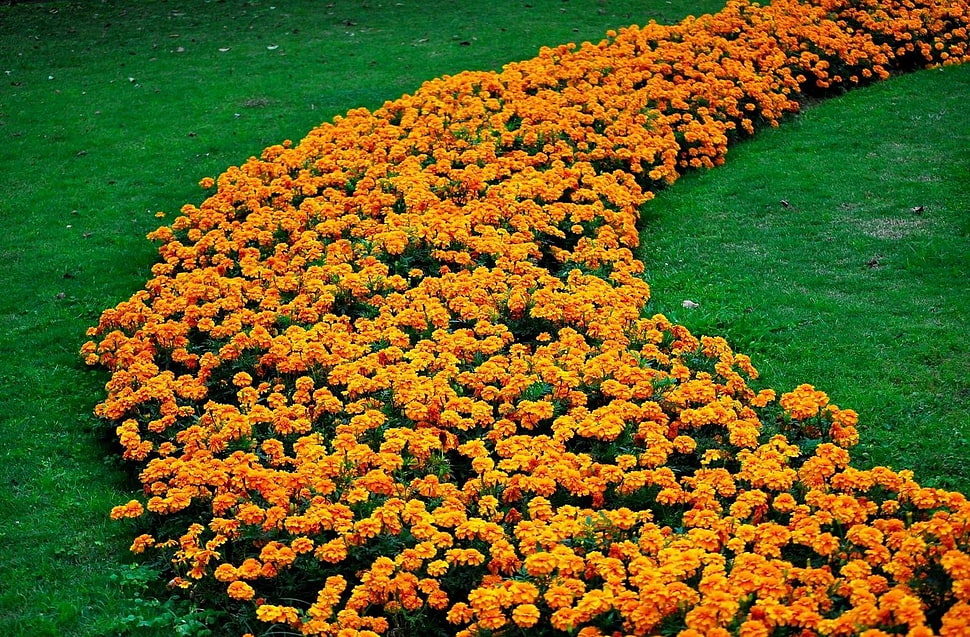 bed of orange petaled flowers HD wallpaper