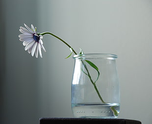 white flower on clear glass jar