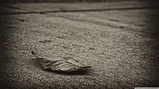 black and white coated cable, leaves, sepia HD wallpaper