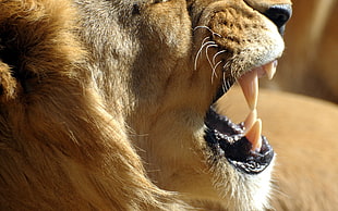 Lion showing fang in shallow focus lens HD wallpaper